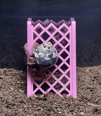 Hermit Crab Climbing Ladder Hermit Crab Habitat Decor Ornament Accessories Toys