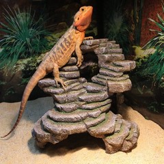 Reptology Shale Scape Step Ledge & Cave Hideout – Durable Resin Reptile Platf…