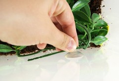 Exo-Terra Plastic Plant Small Amapallo