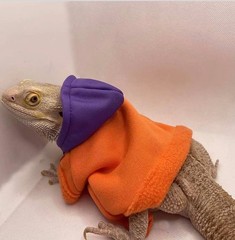 Bearded Dragon Hoodie Lizard Costume Small Pet Clothes Reptile Apparel 3 Colors