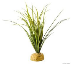 Exo Terra Turtle Grass Plant
