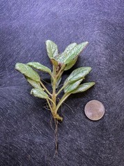 Episcia Silver Skies – Dart Frog VIVARIUM / Terrarium Plant – Plantlet Cutting
