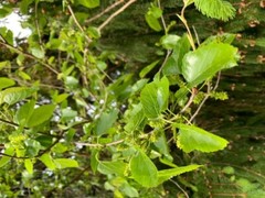 100 Silkworm eggs, with silkworm feeding guide