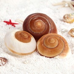Extra Large Hermit Crab Shells 2 Pack Natural Snail Shells for Large Crabs