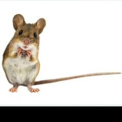 25 Feeder Mice Adult Dark Mouse Feeders Large 2 Day Shipping FedEx