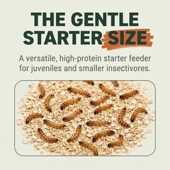 Small Superworms 1/2-1 inch Live Feeder Insects | FREE SHIPPING & Live Arrival