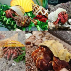 Hermit Crab Shells 21 PCS Assorted Natural Sea Conch Size 1.6″3.2″ | Growth T…