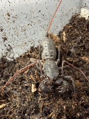 Florida Giant Vinegaroon (Mastigoproctus floridanus) – 2-2.5 in