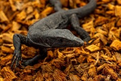 ReptiChip Coconut Chip Bedding 72QT – Organic Substrate for Snakes & Turtles