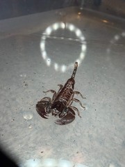 Thai Flat Rock Scorpion (Alloscorpiops sp.) – 1/2-3/4 in