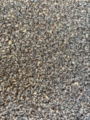 10,000 small Dubia roaches, Free 2 day shipping, For reptiles and birds