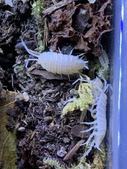 SUPER RARE! Powder Lemon berry crumble isopods 10ct+ LAG
