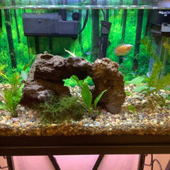QTY 5 Lava rock 3.5″ to 5″ fish decor, terrarium rocks, organic, natural stone