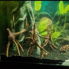 Emours Natural Aquarium Spider Wood Driftwood Tropical Fish Plant Habitat Dec…