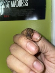 Dubia Roaches