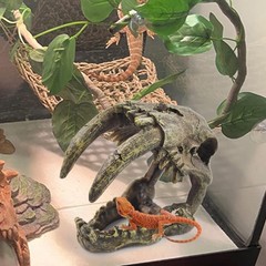 Resin Skull Habitat Hideout Cave Decor Reptile Hammock Lizard Lounger Bearded…