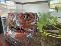Reptile Magnetic Ledge With 5 Feeder Cups Small Desert