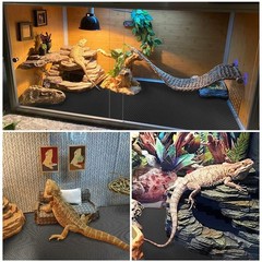 Reptile Carpet, Reptile Mat, Bearded Dragon, Leopard Gecko Substrate,Bearded …