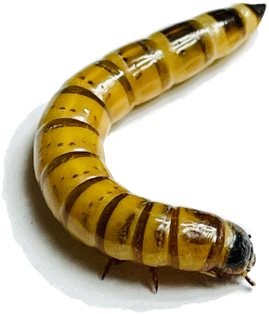 1000 Large Superworms 1.75″-2″ – Live Arrival Guarantee –
