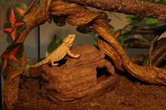 Reptile Hide and Cave Hideout for Leopard Crested Gecko Ball Python Lizard Be…