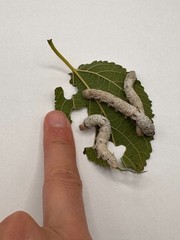 Live Silkworm (Large Size)