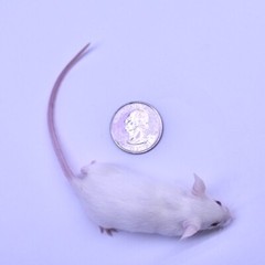 50 Frozen Feeder Mice Weanling Mice -FREE S&H -MiceDirect Rodents Reptiles Snake