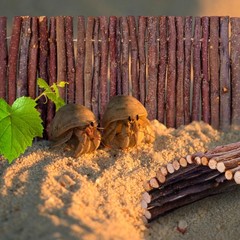 Hermit Crab Hideout & Climbing Toys – Large Size Reptile Climbing Decor for S…