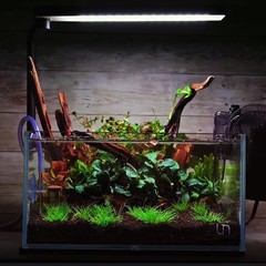 Natural Small Driftwood for Aquarium Decor Fish Tank Decor Reptile Decor | As…