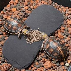 3 Pack Reptile Basking Platform, 11”x5.5” Tortoise Rock Plates, Bearded Dra…