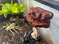 Magnetic Rock Ledges For Terrariums And Cages (Limited Edition) Small LAVA