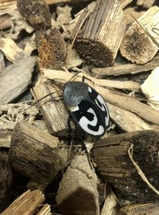 15ct Question Mark Roaches (T. Olegrandijeani)- Rare Cockroach Collector Species
