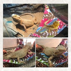Reptile Bamboo Climbing Bridge,Lizard Ladder Hammock Bridge Bearded Dragon Ha…