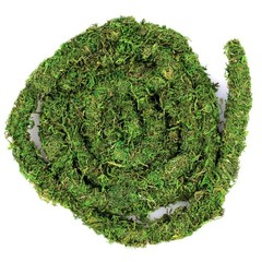 Galpagos Moss Vine 12FT Real Moss for Reptile Tank Decoration Green