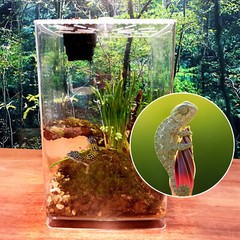 Acrylic Clear Reptile Enclosure Cage Lizard Frog Pet Snake Terrarium Lives Tank