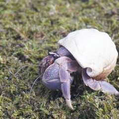 3.5oz Hermit Crab Substrate, Ideal Supplies for Tank Habitat, Natural Bedding