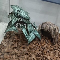 Reptile Plants,Terrarium Decor,Amphibian Habitat Decor,Artificial Plants for …
