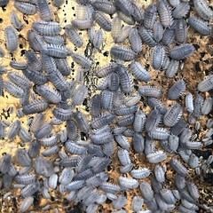 12 ct. Armadillidium peraccae Isopods – Exo-Morphs – Live Arrival