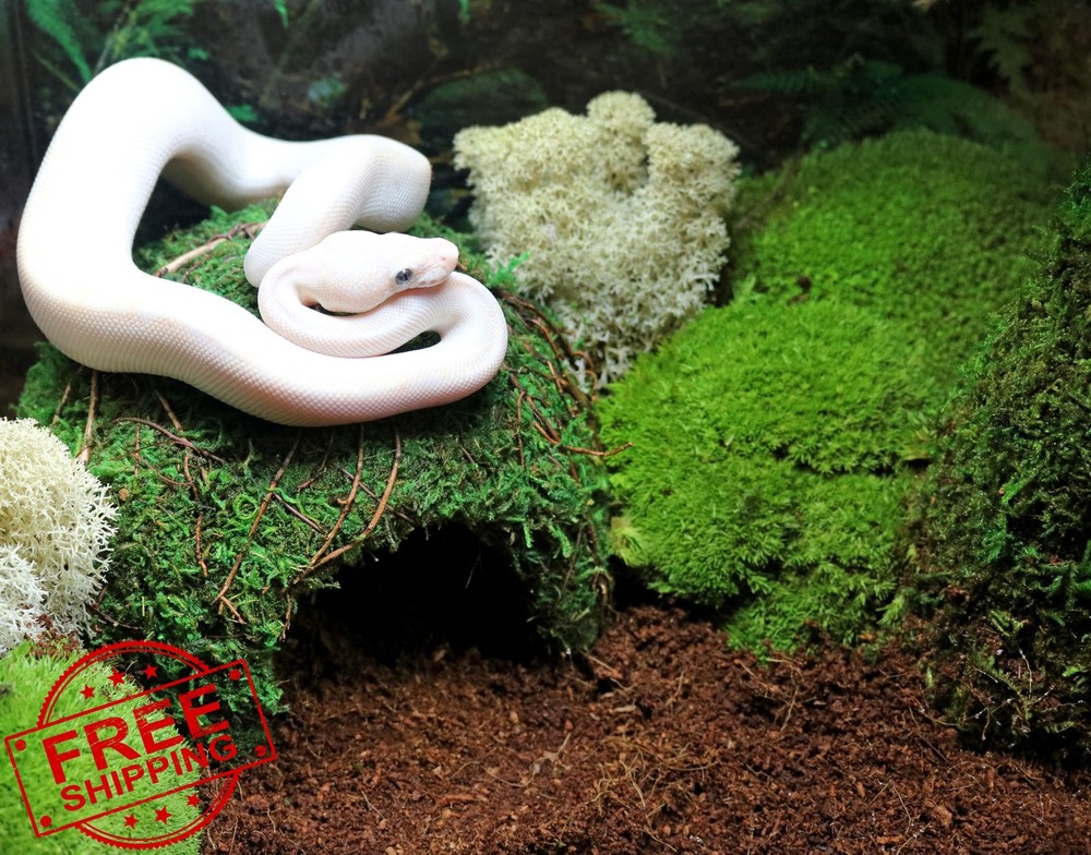 Galapagos Mossy Dome Hide, 6 in, Galápagos Green