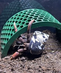 Hermit Crab Bridge Climbing Toys Tank Decoration Ornament Accessories Supplies