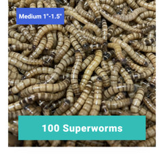 100 MEDIUM SUPERWORMS 1″-1.5″ – Free Shipping, Live Arrival Guarantee