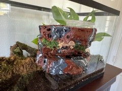 Reptile Magnetic Ledge With 5 Feeder Cups Small Desert