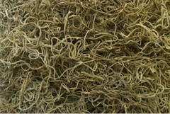 T-Rex Reptile Terrarium Décor – Terra Accents Spanish Moss