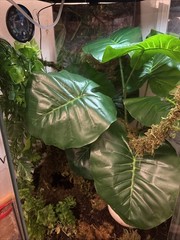 Thrive Vertical Hexagon Tropical Reptile Terrarium FULL SETUP