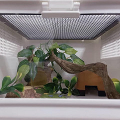 Reptile Decor 8PCS Natural Forest Branch Terrarium Habitat Decoration Lizard Cli