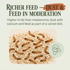TC INSECTS Small Superworms 1/2-1 inch Live Feeders for Reptiles Birds & Amphib