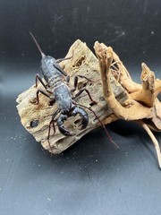 Texas Giant Vinegaroon (Mastigoproctus giganteus) – 2-3 in