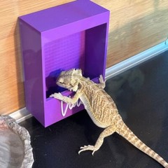 Repti-Feed, Reptile feeder, customizable / personalized, WITH NAMES, Magnetic