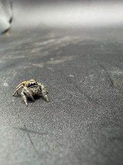 Lucid Dreamer Jumping Spider (Phidippus morpheus) – 3/8-5/8 in