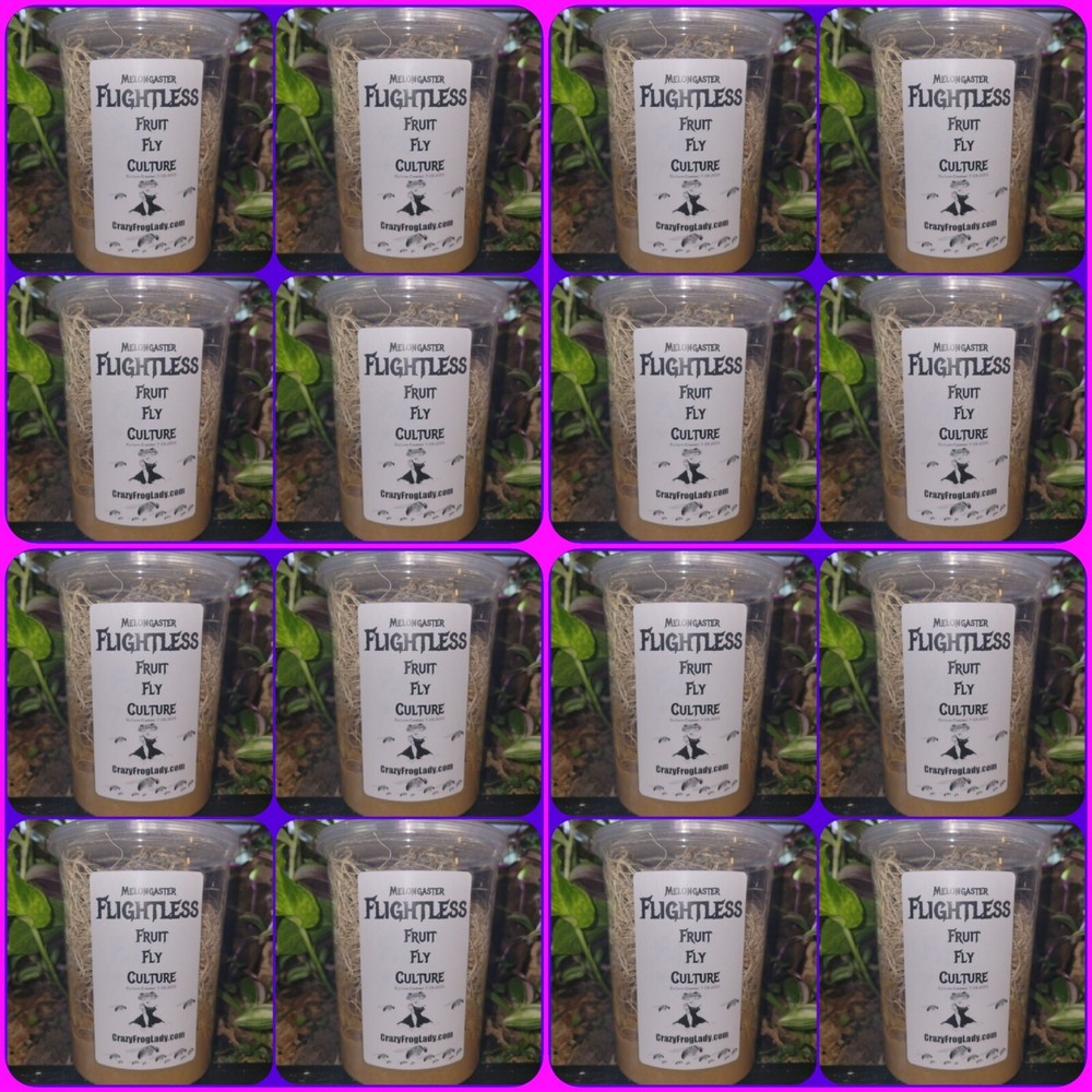 Flightless Fruit Fly Cultures 16 PACK Dart Frog Food Reptile Food FREE SHIPPING