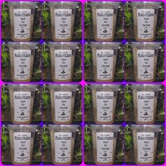 Flightless Fruit Fly Cultures 16 PACK Dart Frog Food Reptile Food FREE SHIPPING